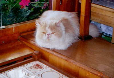 Katze Balou