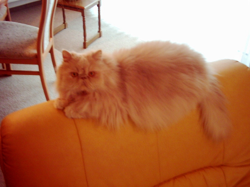 Katze Beetlejuice