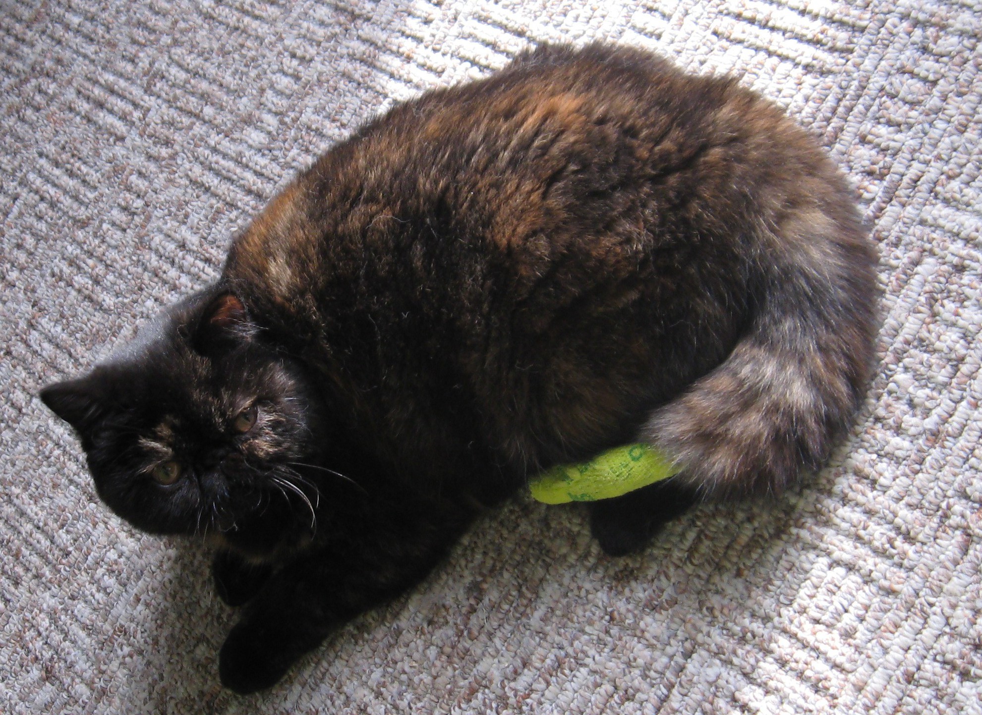 Katze Chieni