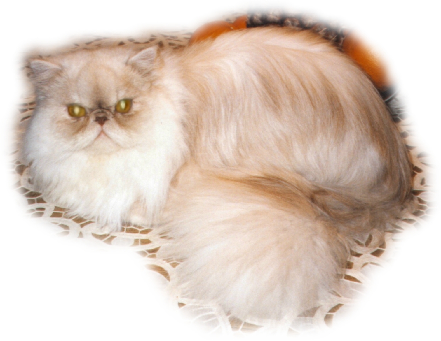 Kater Coolman