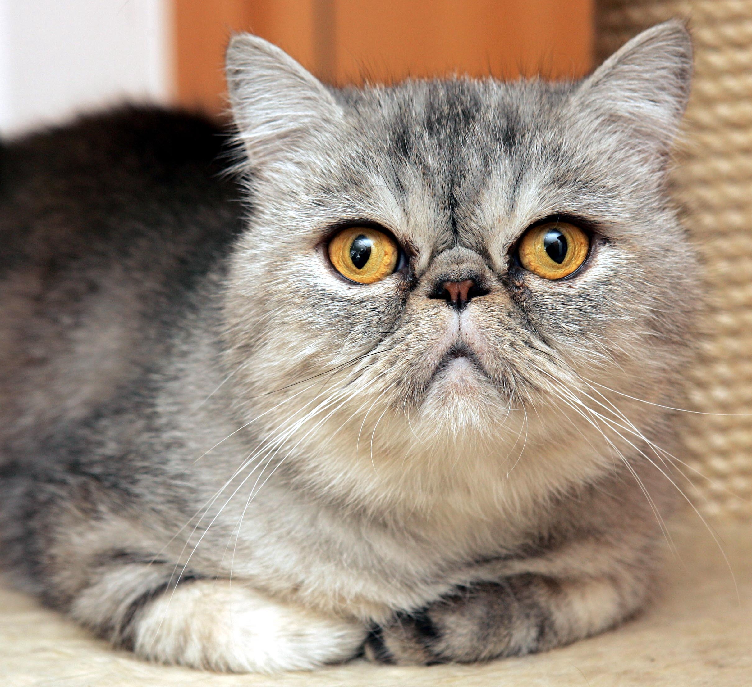 Katze Cynderella