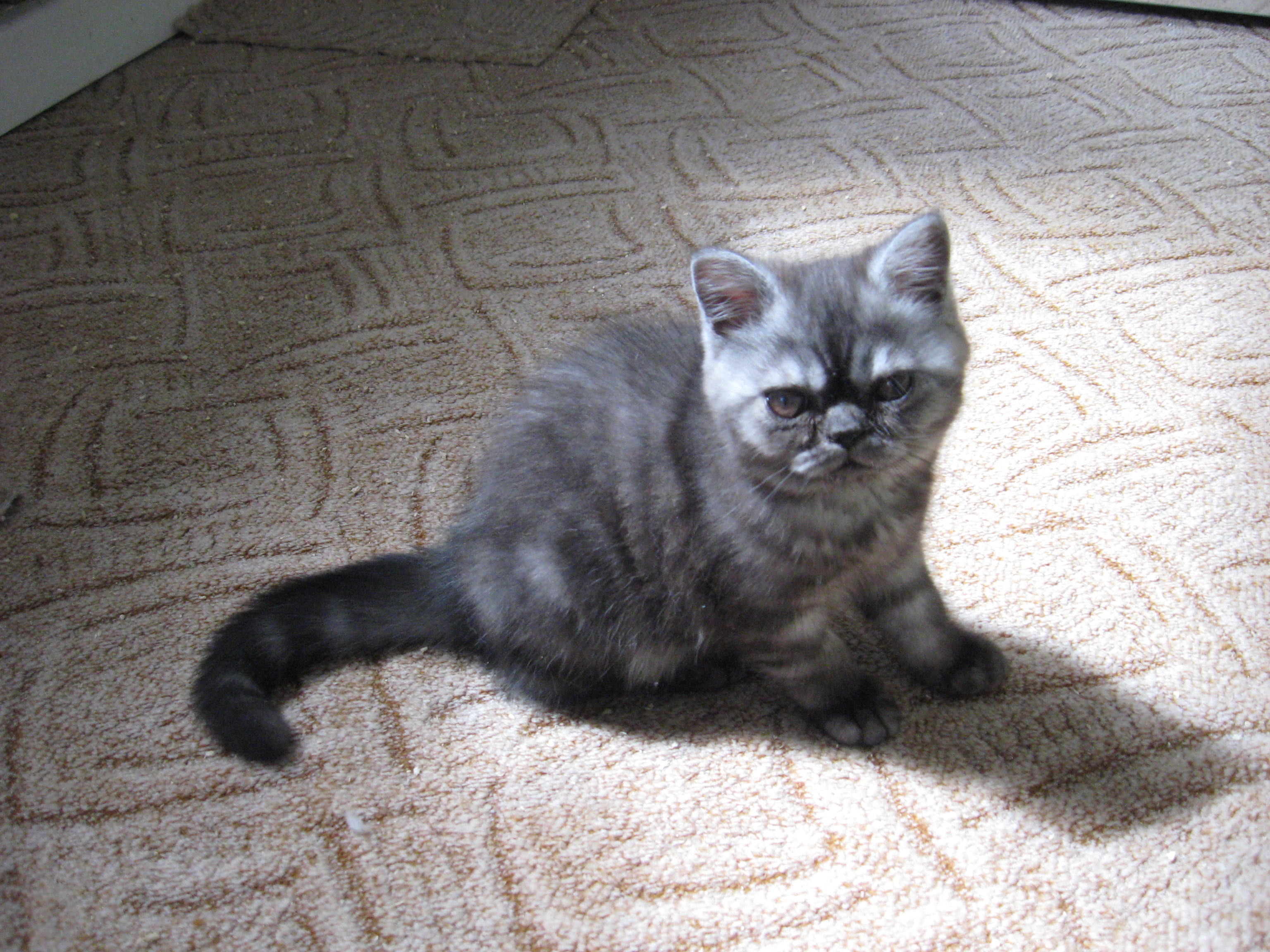 Kater Garfield