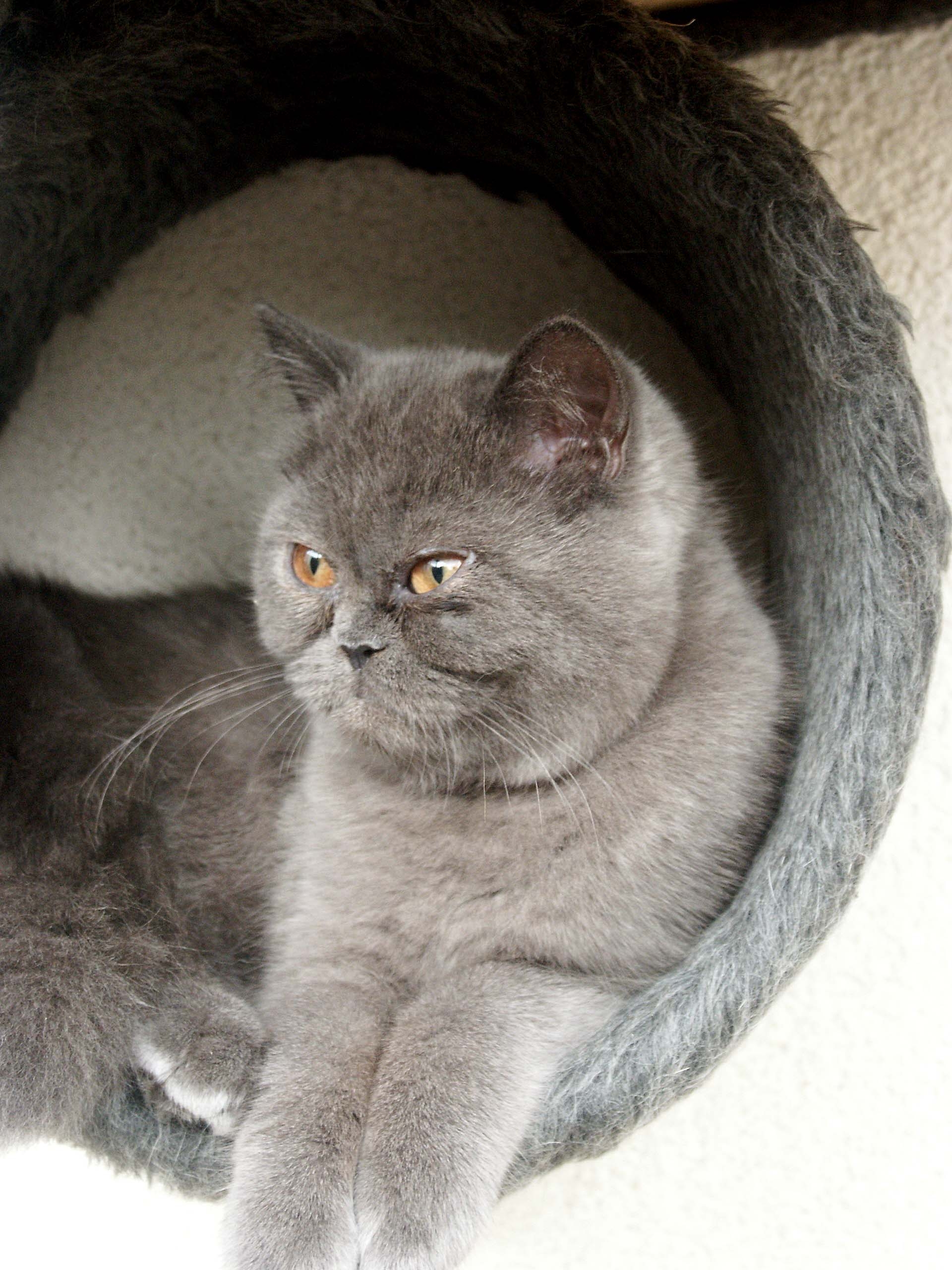 Katze Josephine Aileen