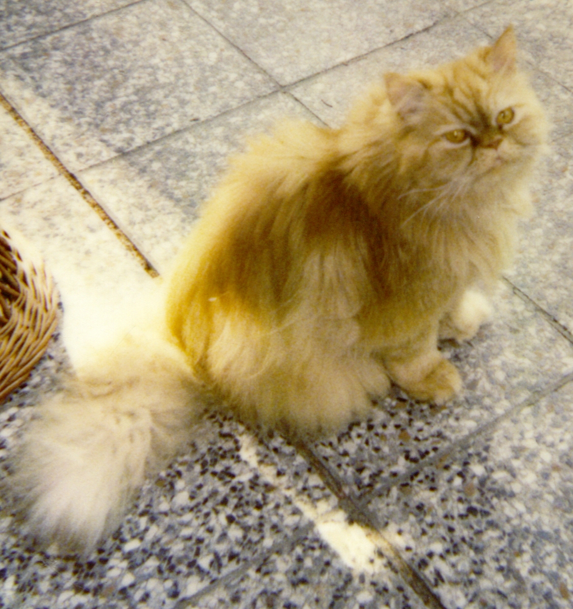 Kater Noak