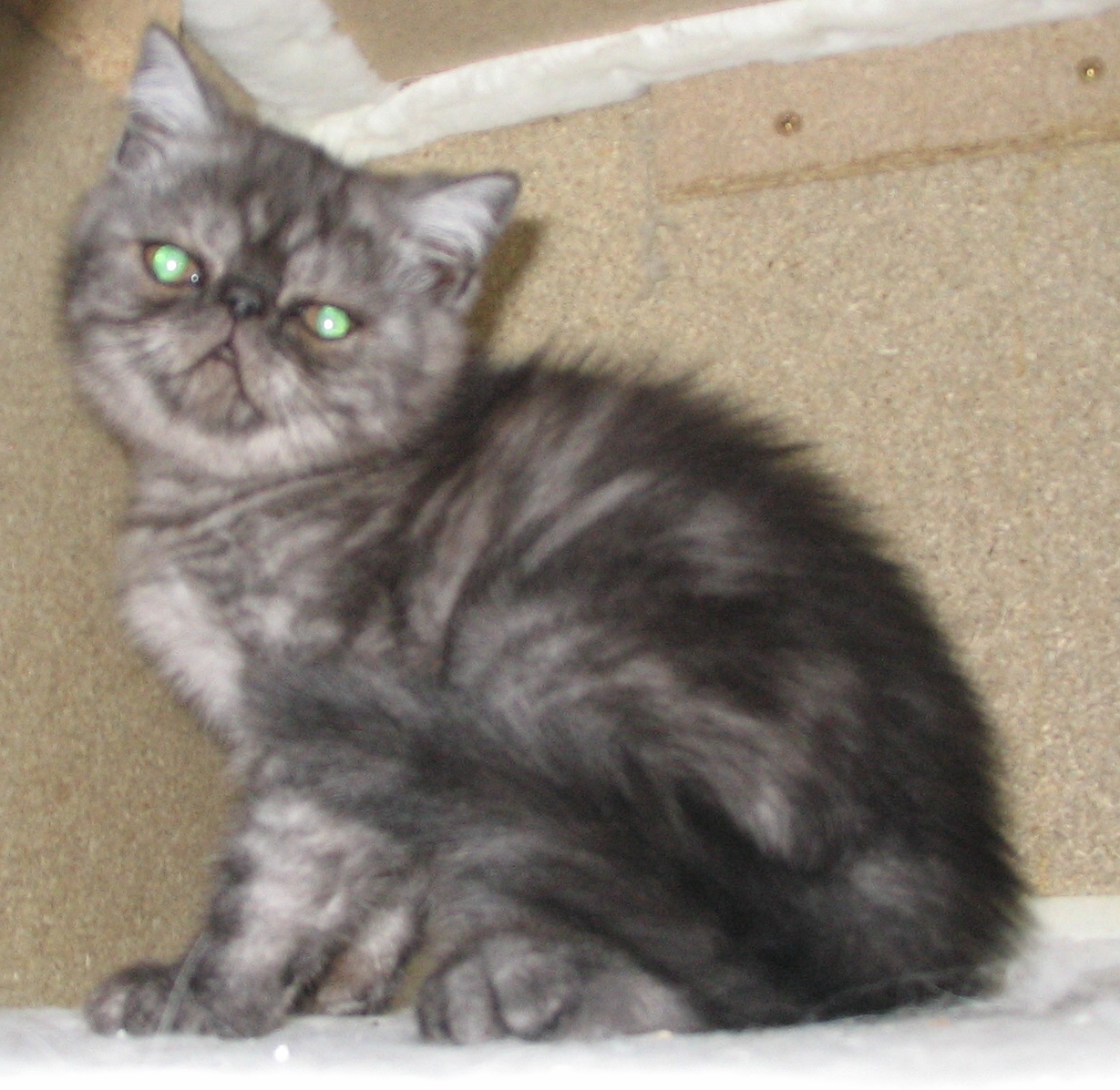 Katze Orika