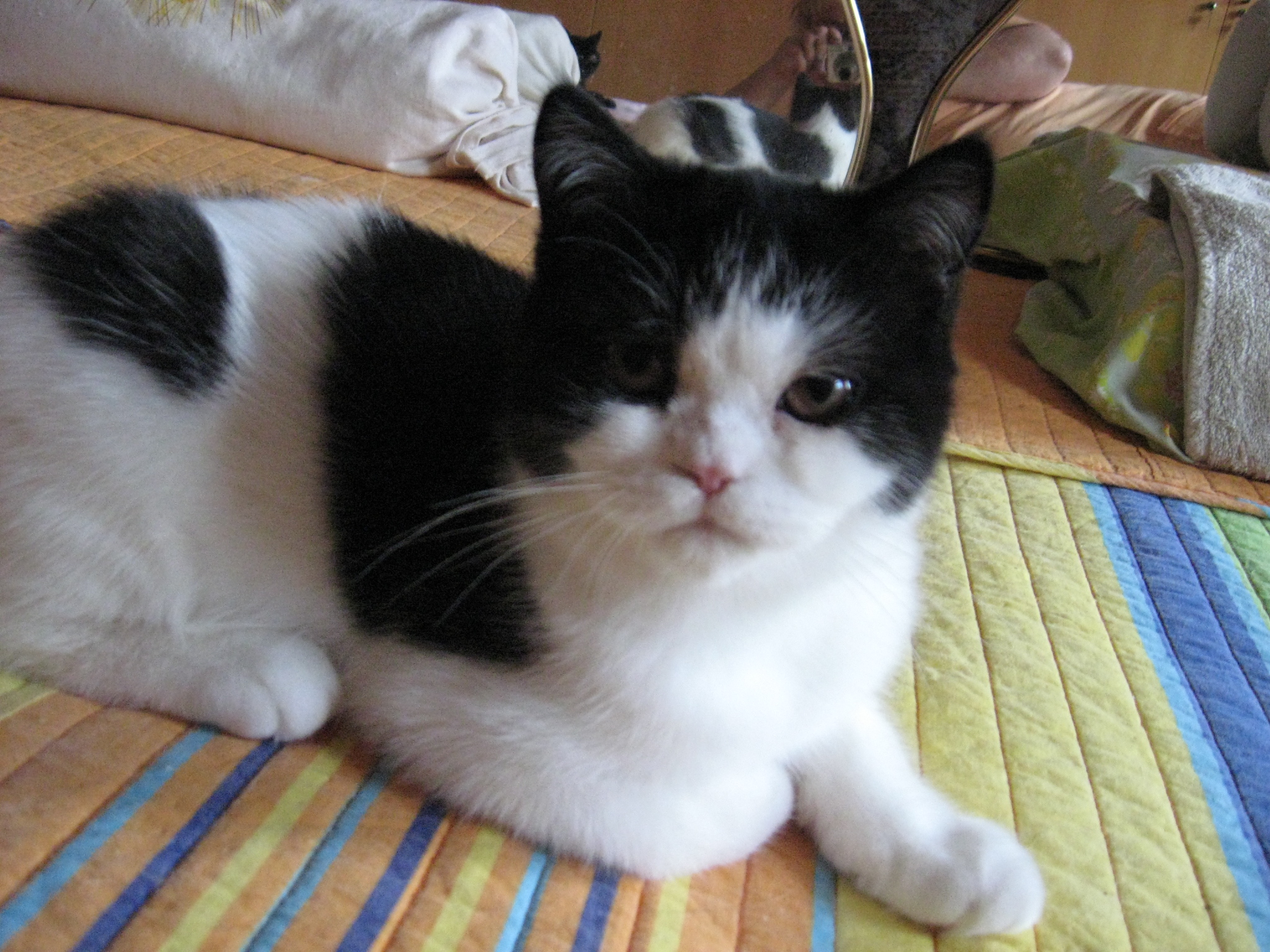 Katze Otti