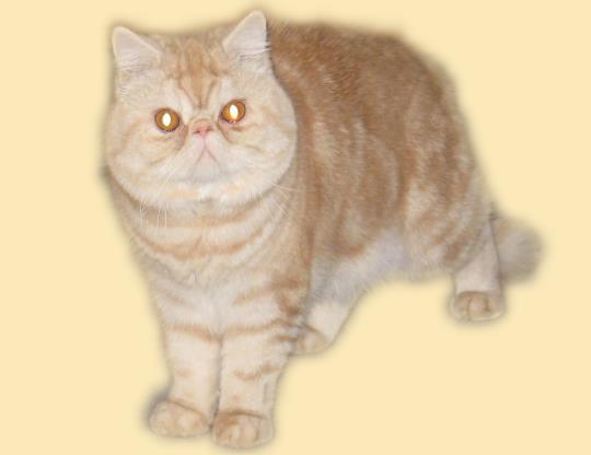 Katze Palue