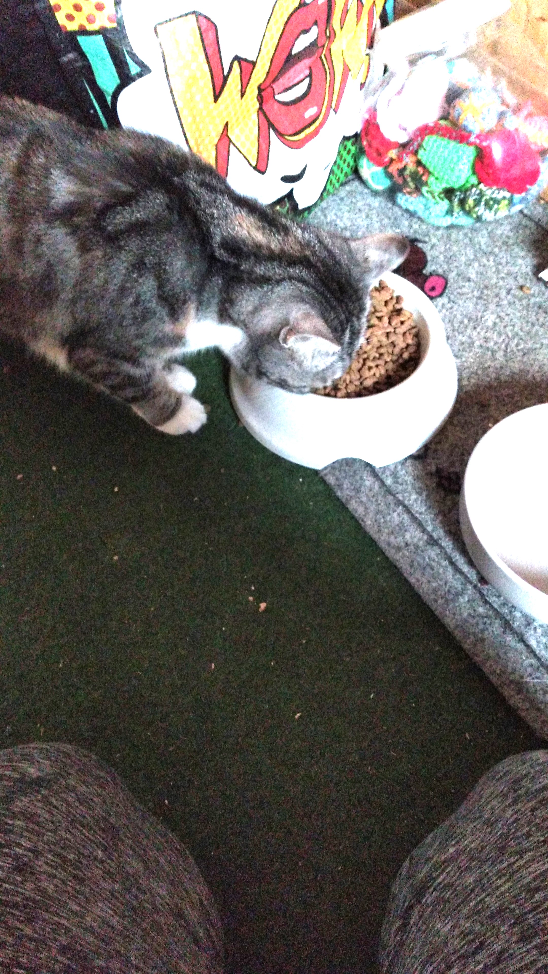 Gast in unserer Katzen-Pension