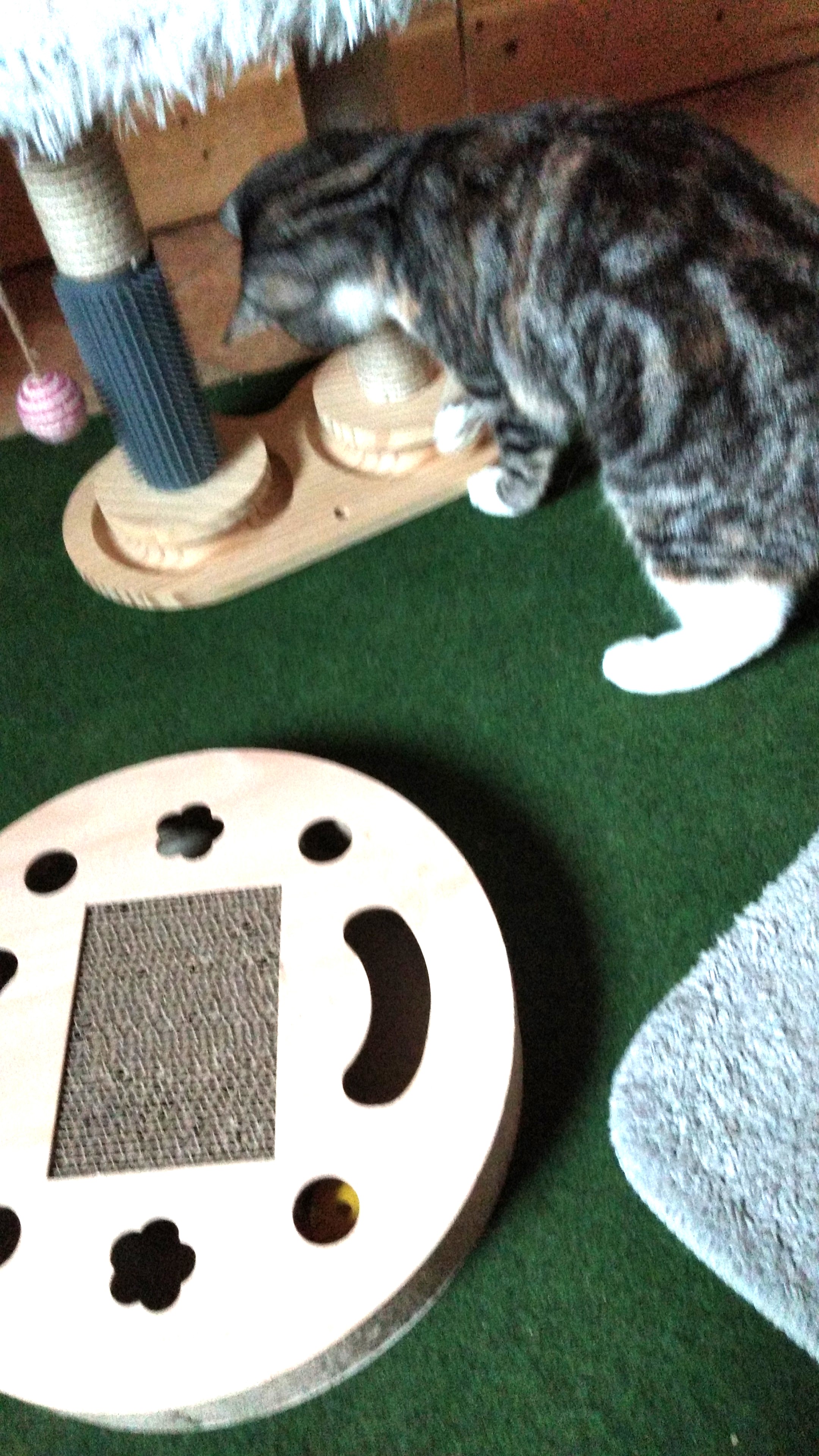 Gast in unserer Katzen-Pension