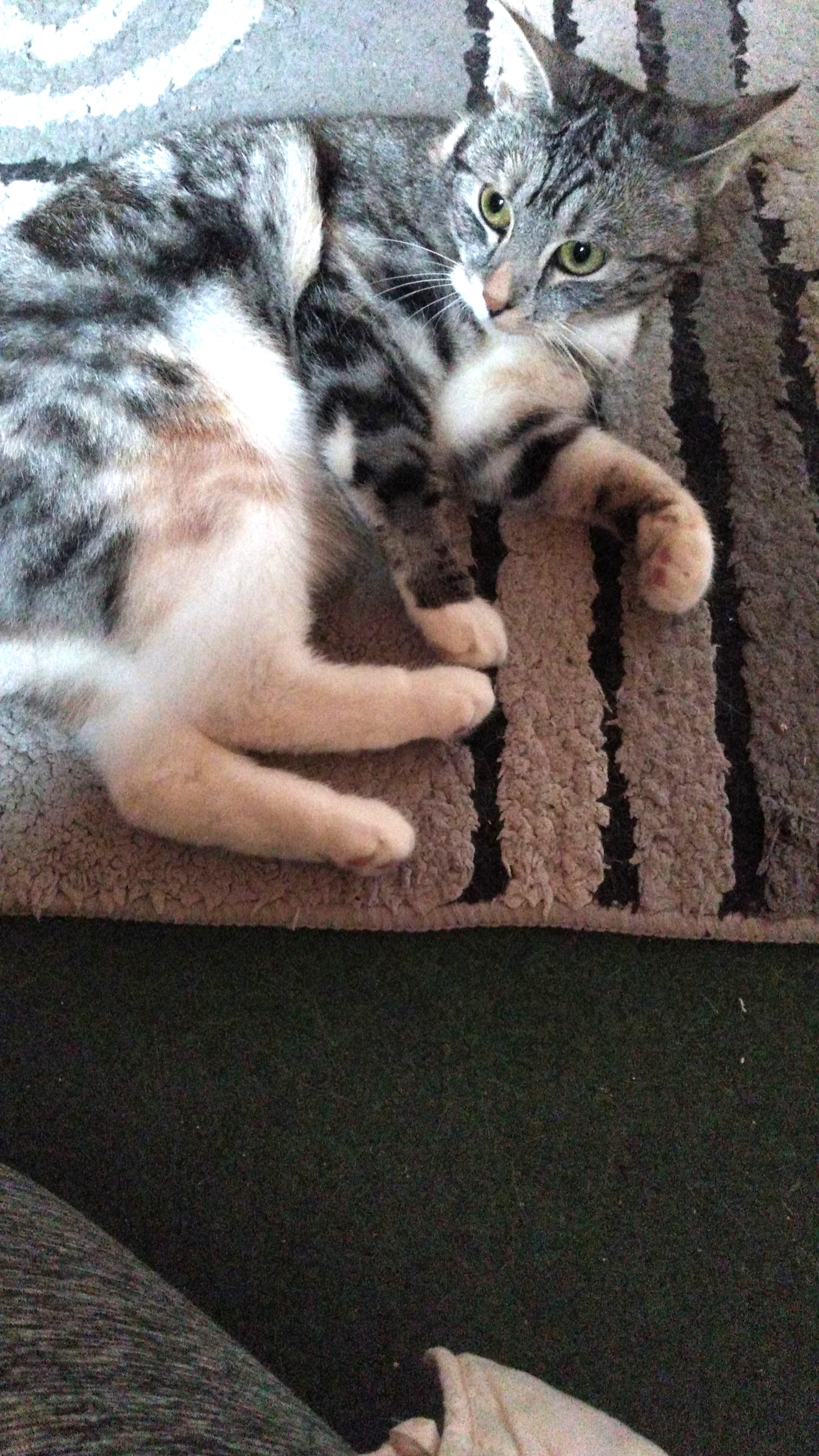 Gast in unserer Katzen-Pension
