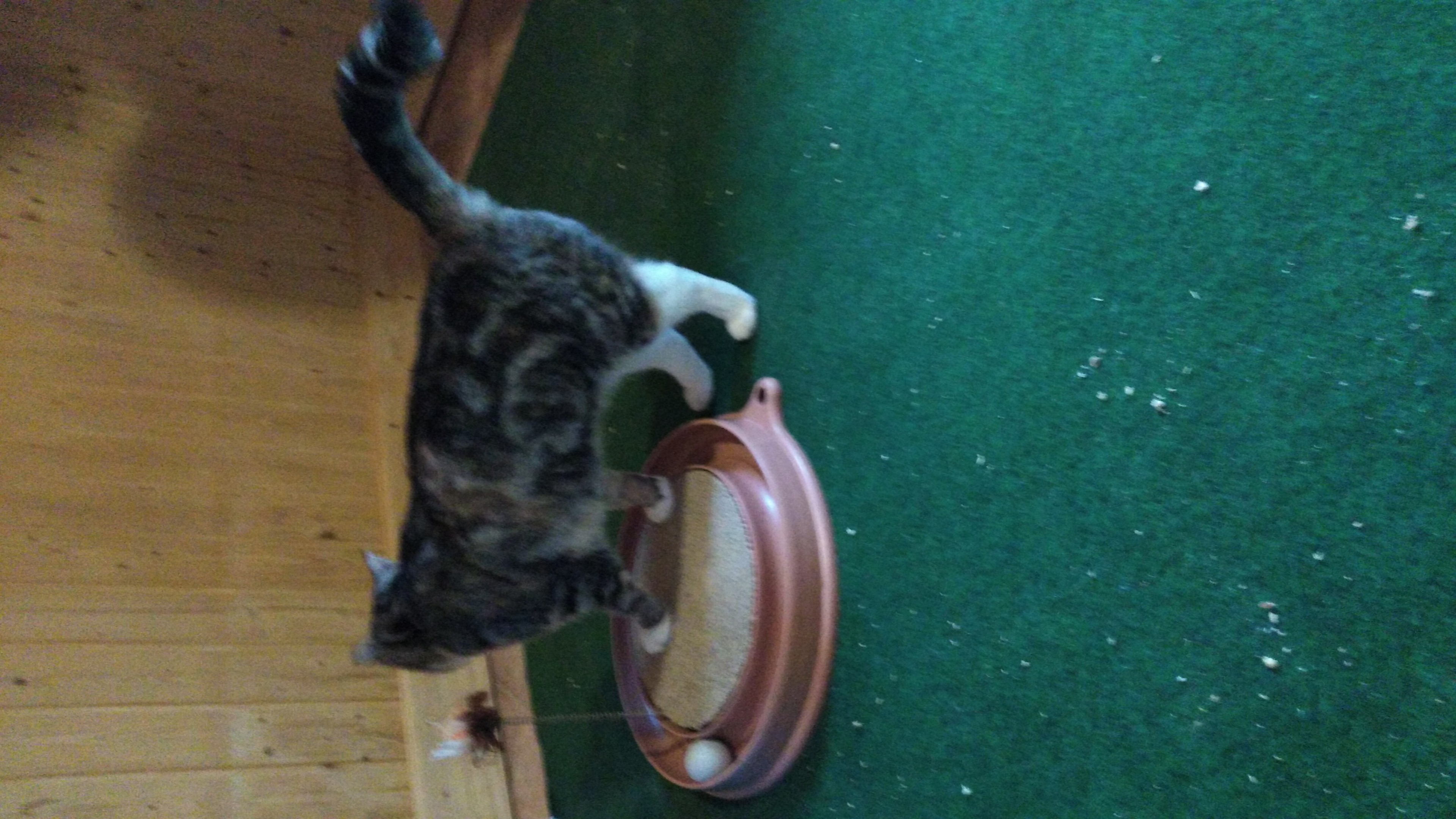 Gast in unserer Katzen-Pension