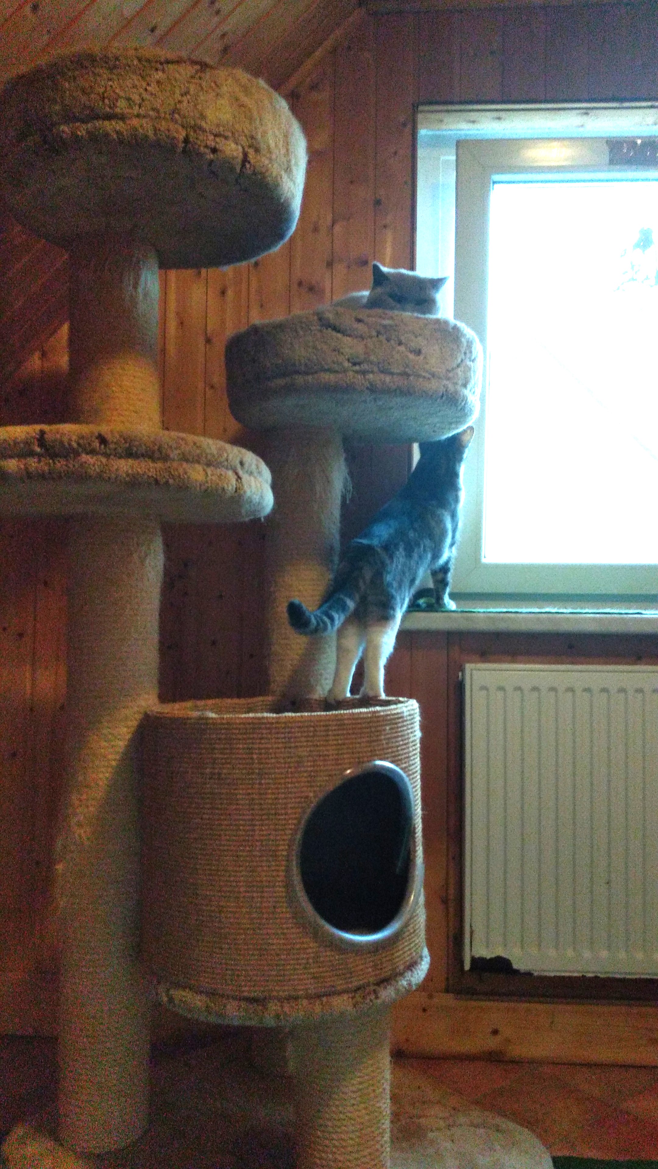 Gast in unserer Katzen-Pension