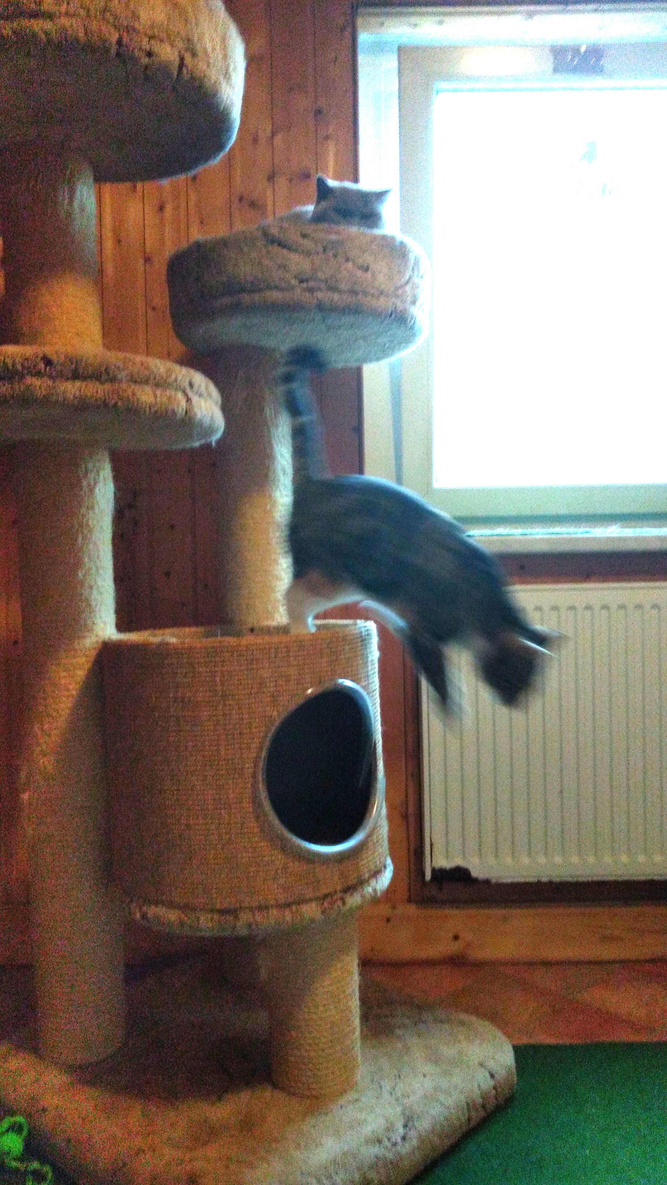 Gast in unserer Katzen-Pension