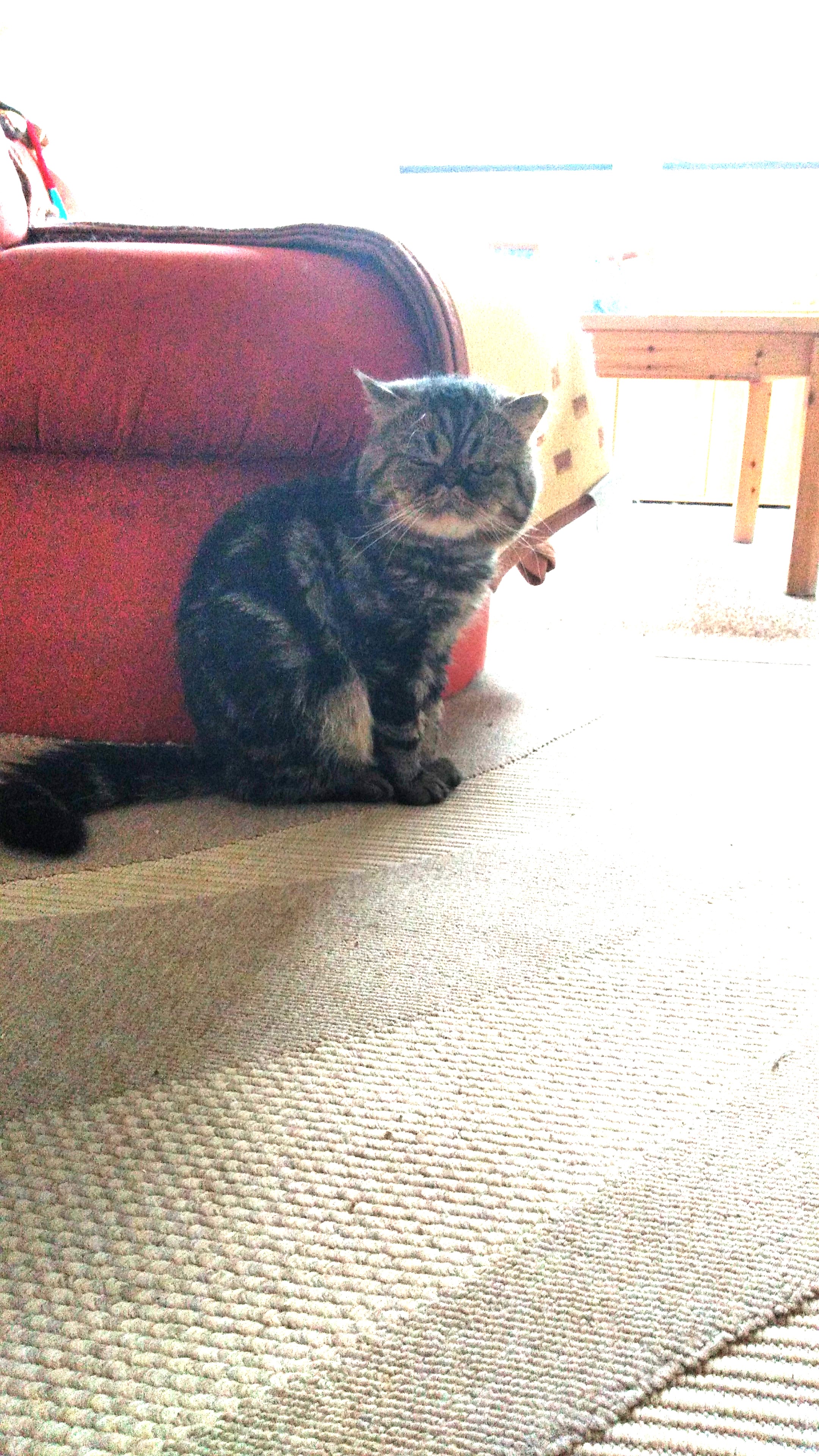 Gast in unserer Katzen-Pension
