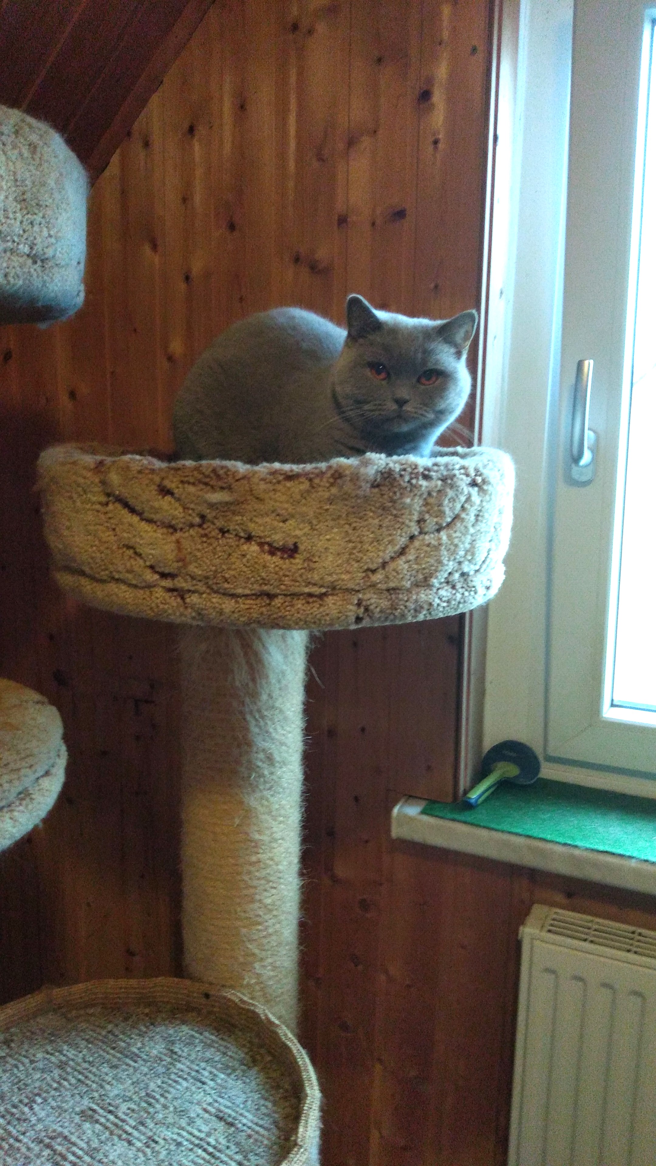 Gast in unserer Katzen-Pension