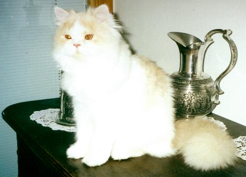 Katze Easy