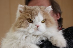 Katze Erkan