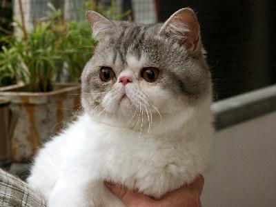 Kater Herry