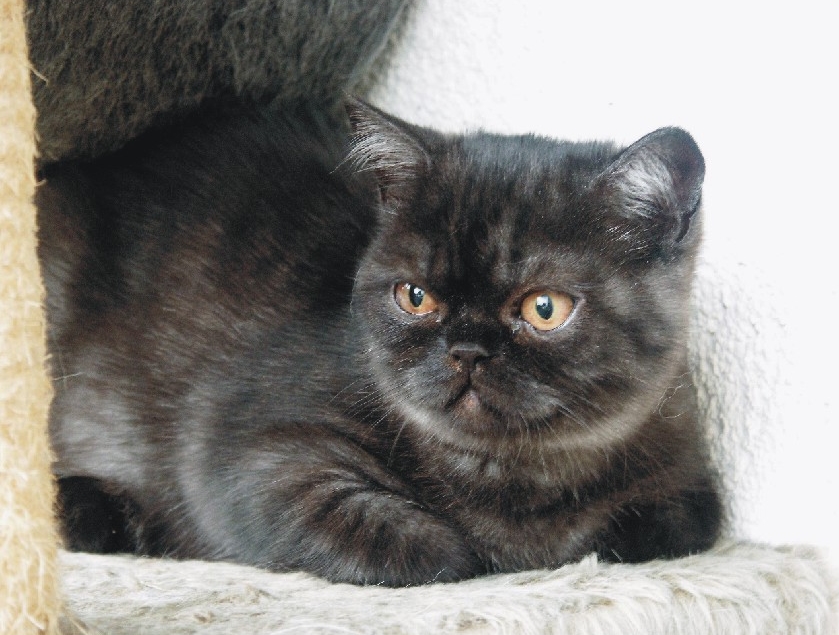Katze Jayne