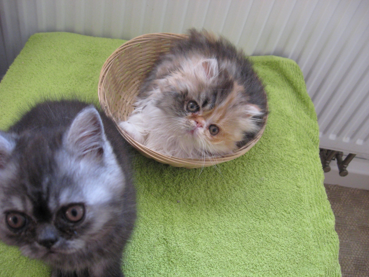 Katzen Jette und Heidi