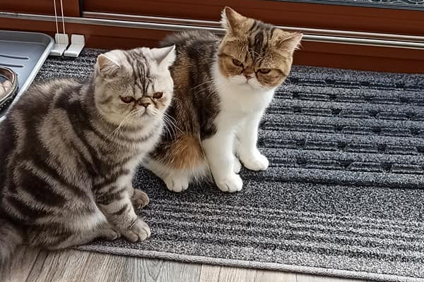 Katzen M und M