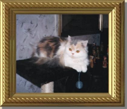 Katze Nency