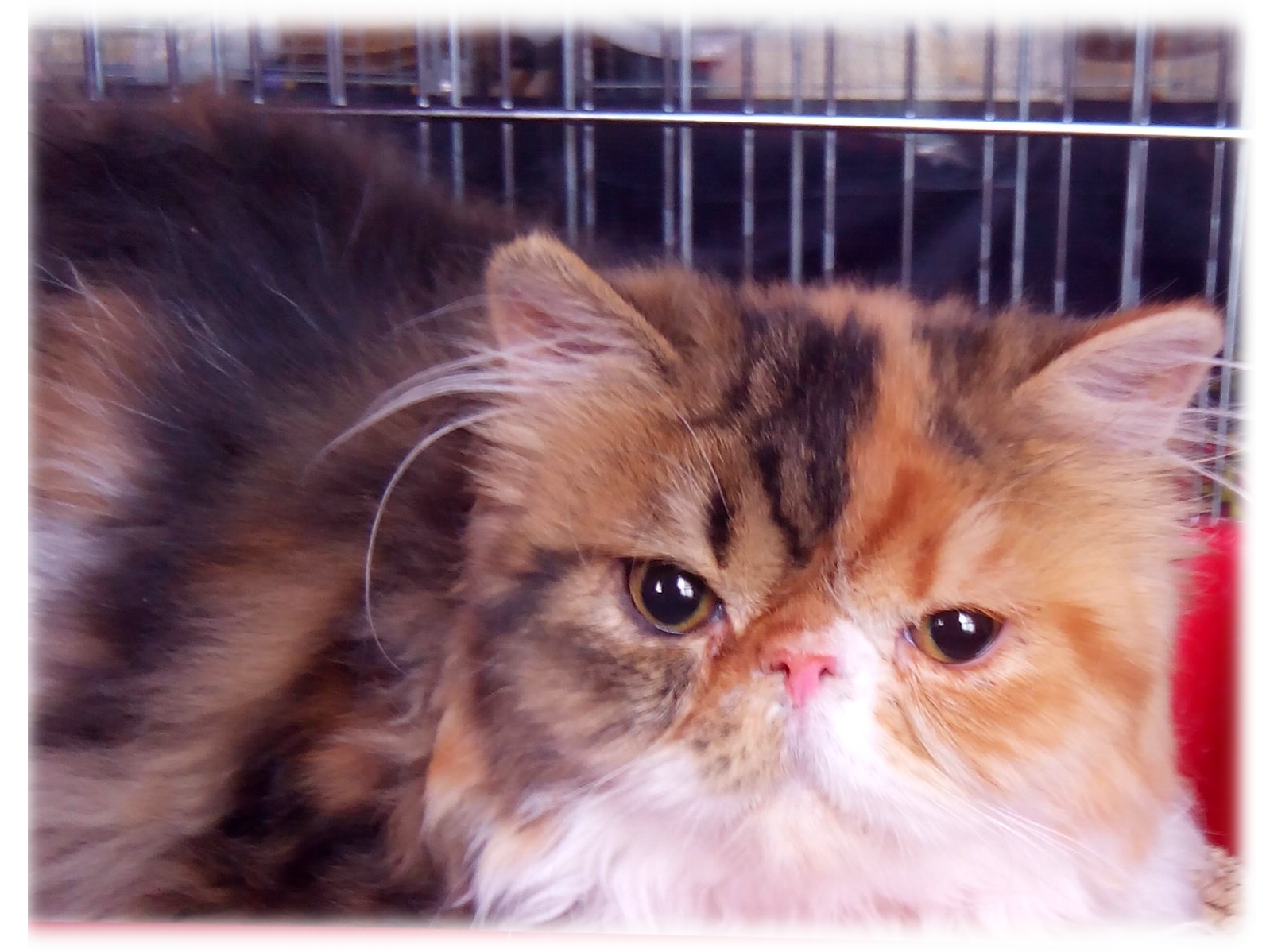 Katze Yette